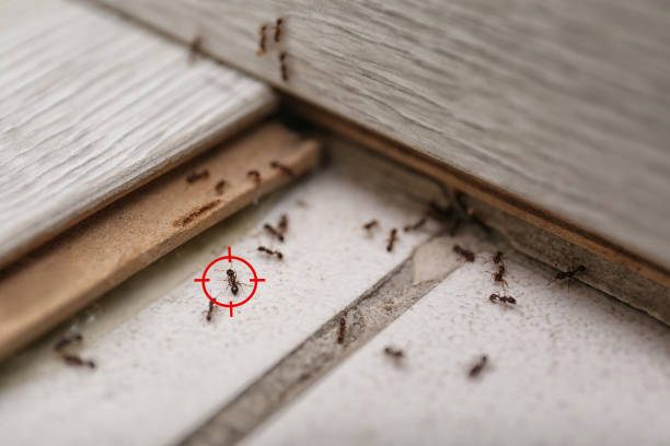 Best Insect Control  in Westmorland, CA