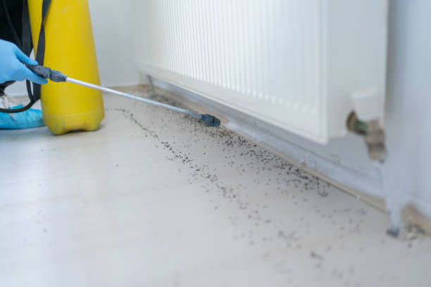 Best Cockroach Control Services  in Westmorland, CA
